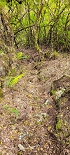 Plants: image 61 Of 208 Thumb